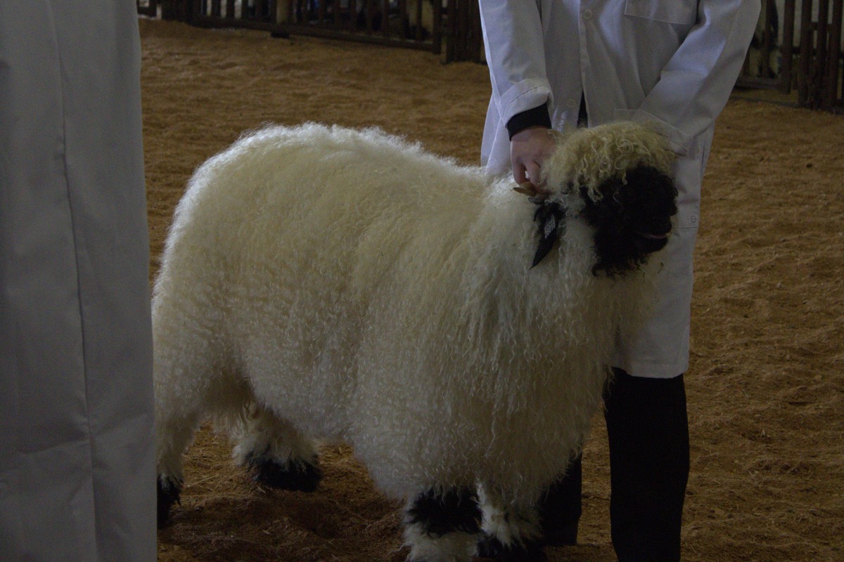 VCHAL Natalie in the show ring