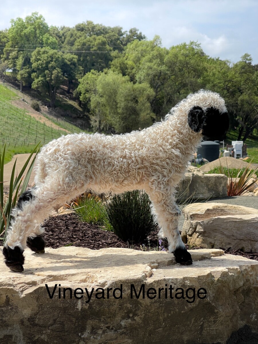 Vineyard Meritage