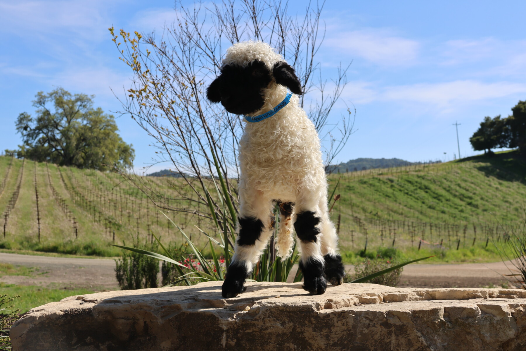 Vineyard Montepulciano