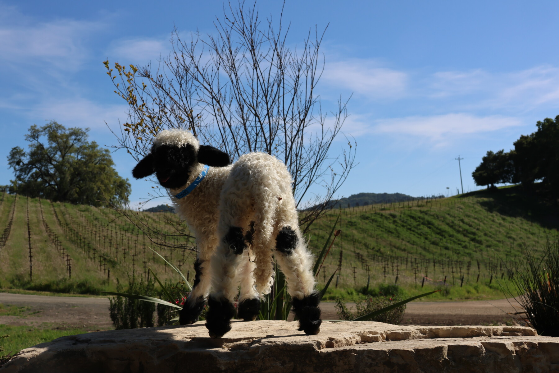 Vineyard Montepulciano