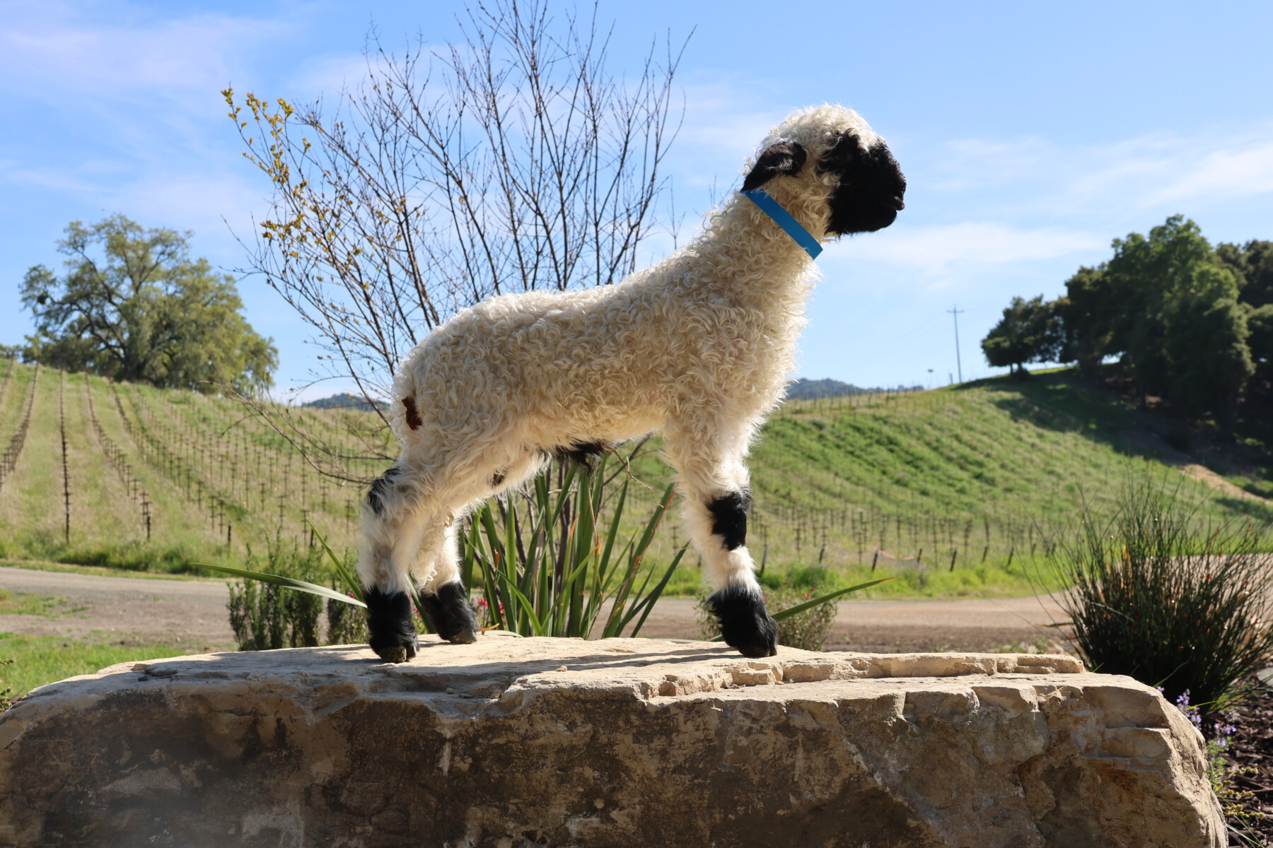 Vineyard Montepulciano