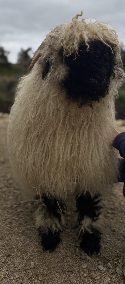 Vineyard Montepulciano
