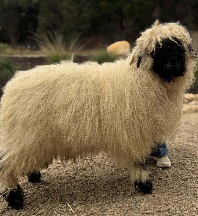 Vineyard Montepulciano