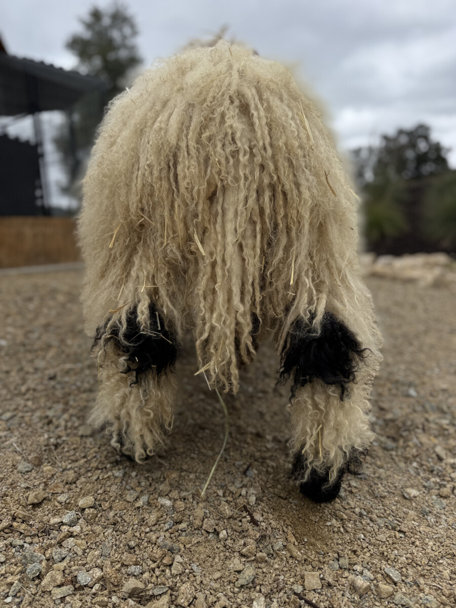 Vineyard Montepulciano
