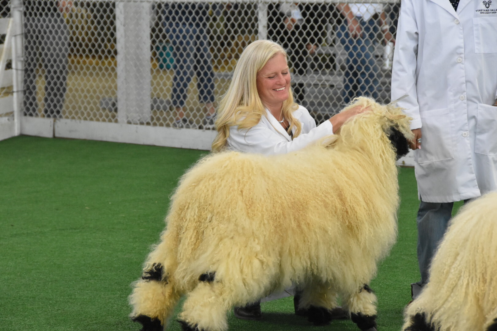 Vineyard Montepulciano