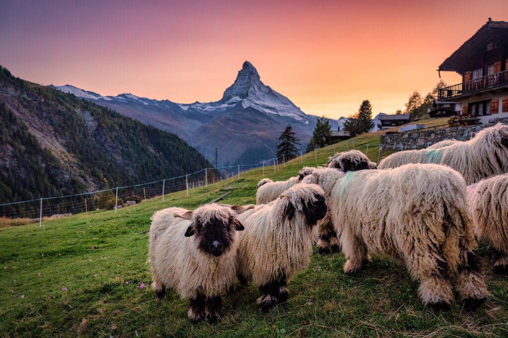 Valais Wool